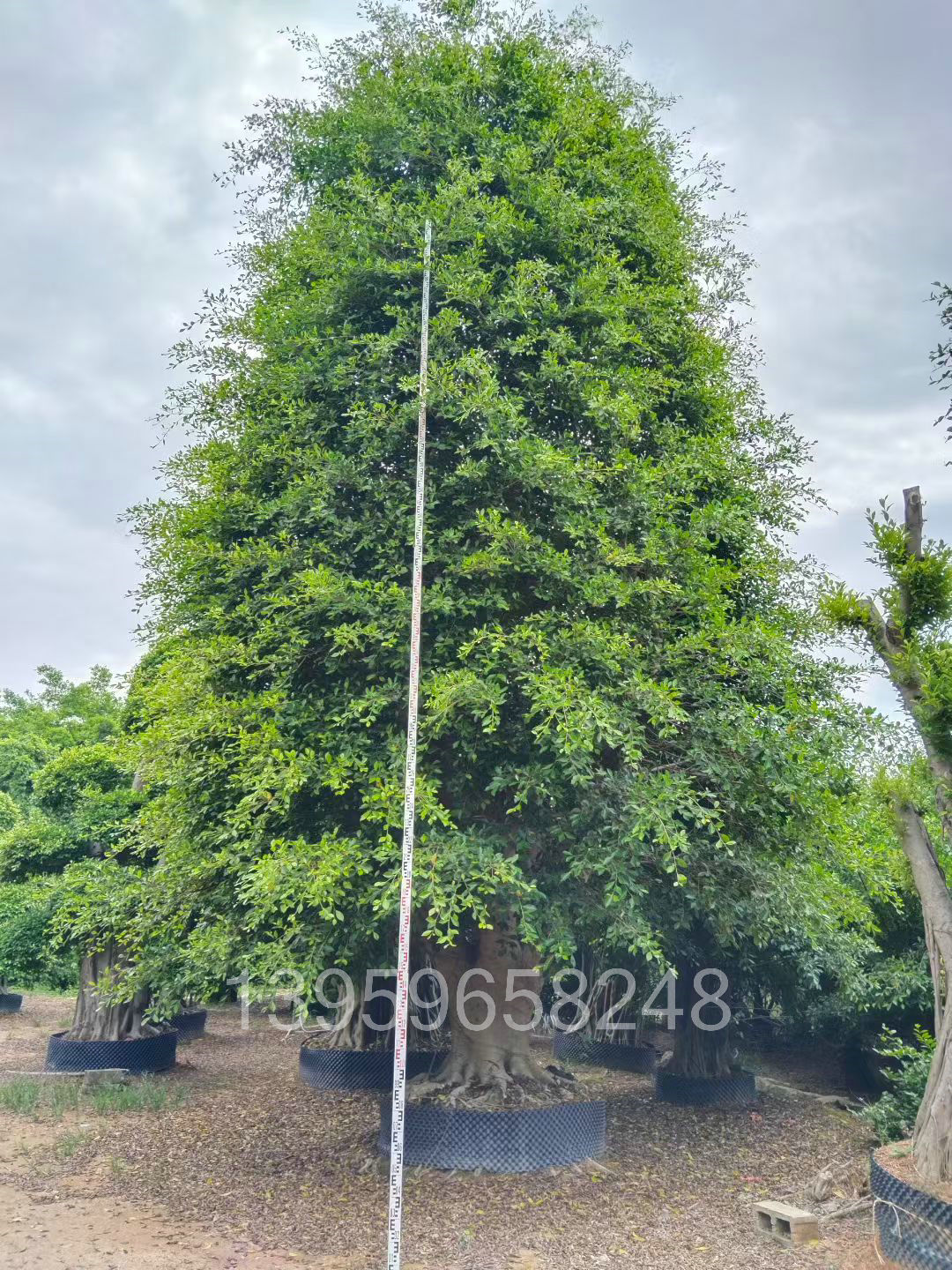 mmexport1779528730813.jpg