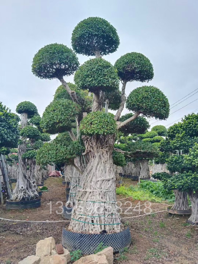 提根造型榕树